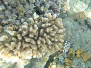 サンゴとシャコ貝