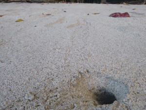 浜辺の穴